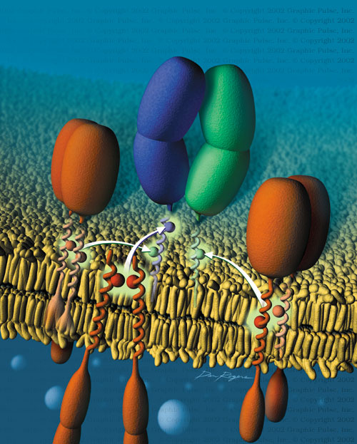 TCR Activation biological illustration