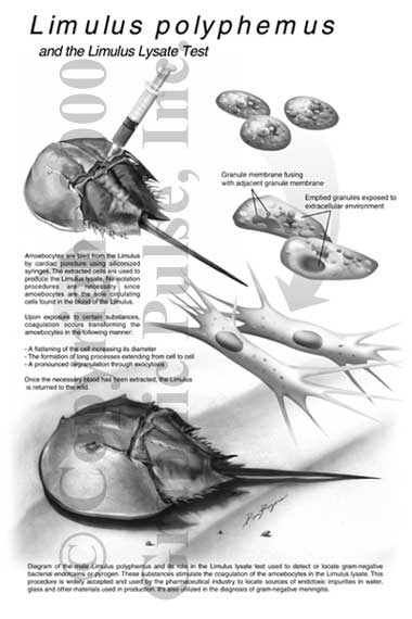 Horseshoe crab biological illustration