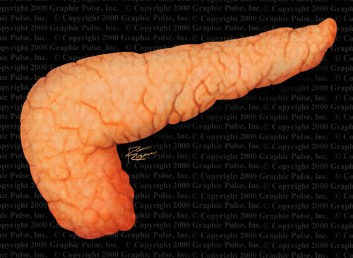 pancreas illustration