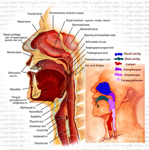 Sagittal head neck anatomy medical illustration